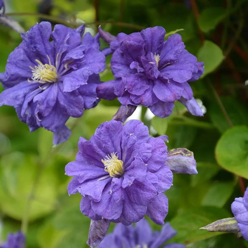 Clematis