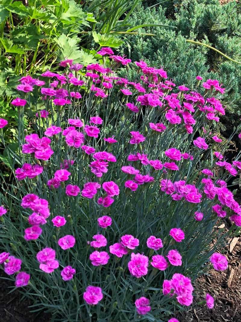 Dianthus