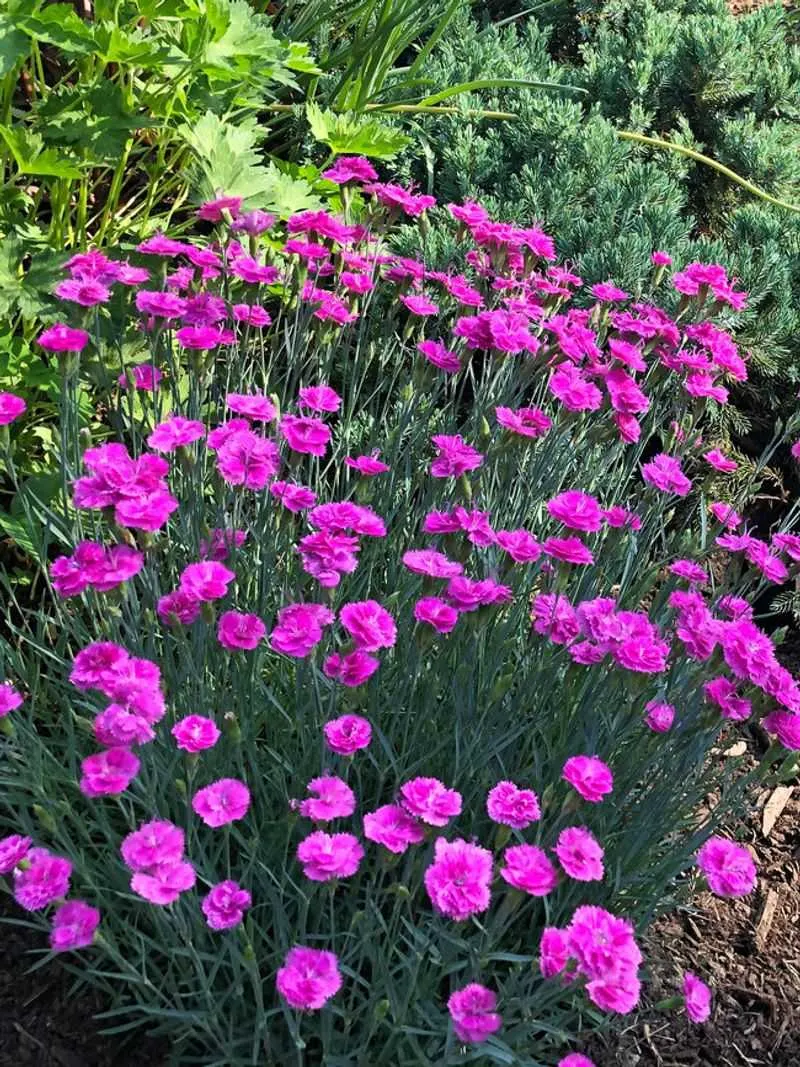 Dianthus