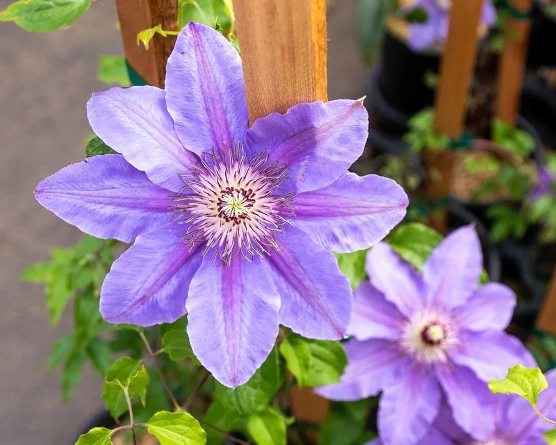 Clematis