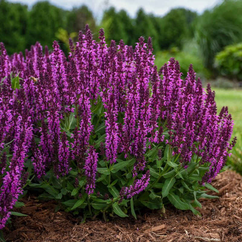 Salvia