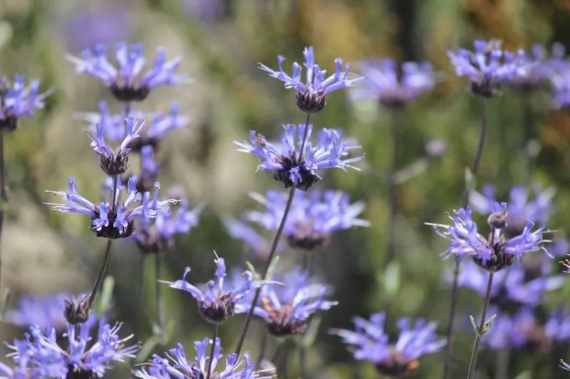 Cleveland Sage (Salvia clevelandii)