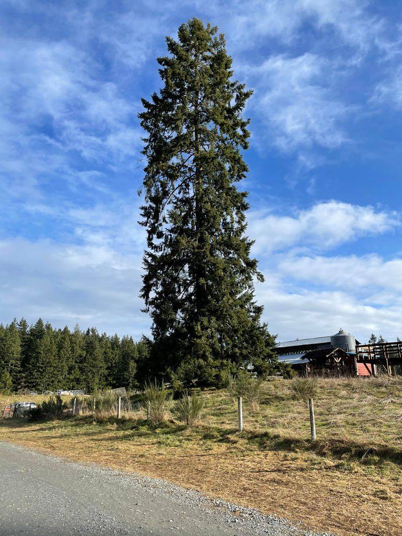 Douglas Fir