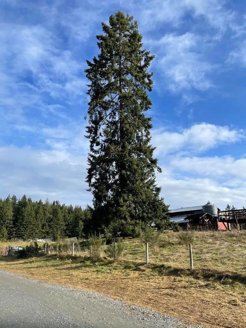 Douglas Fir