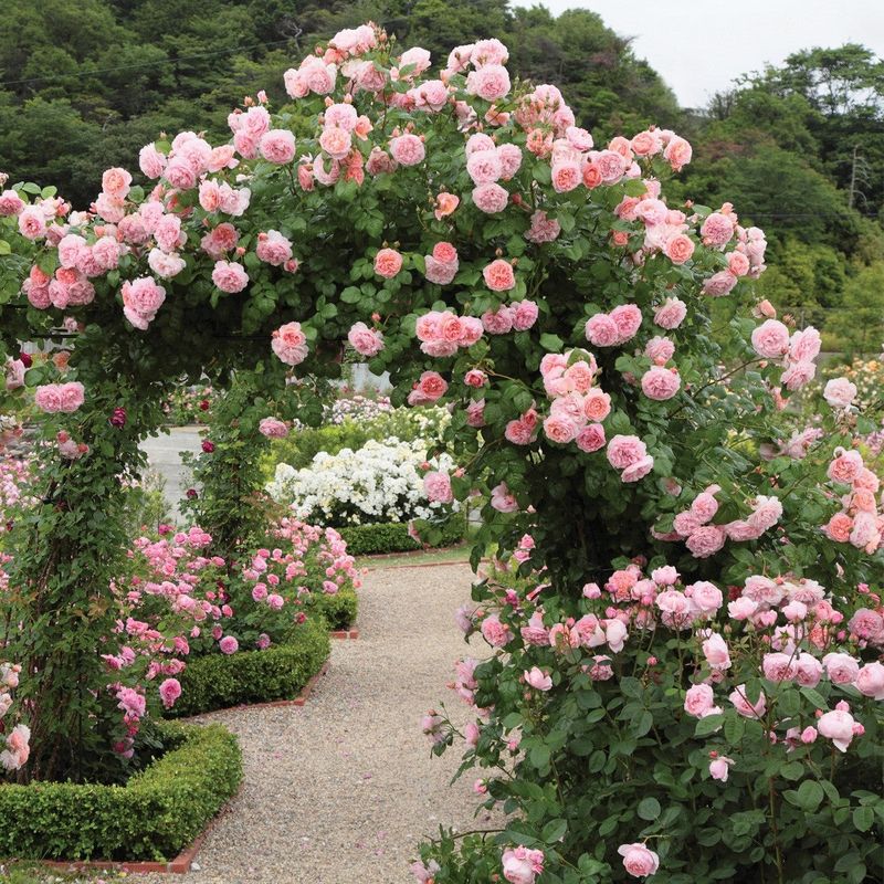 Climbing Roses