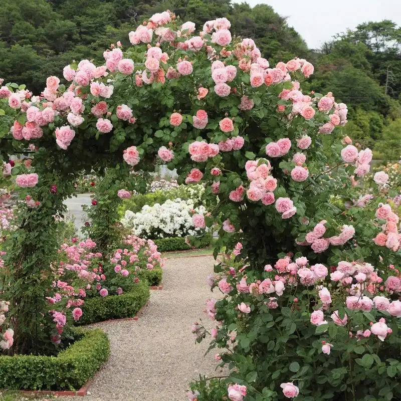 Climbing Roses
