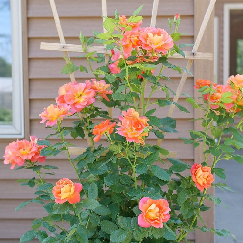 Climbing Roses