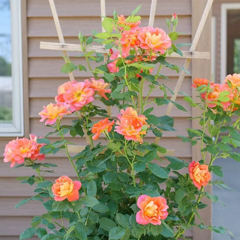 Climbing Roses