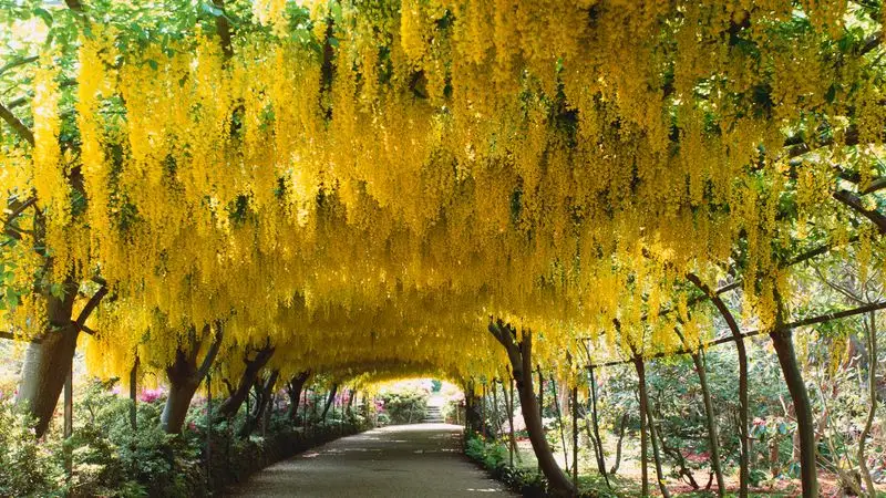 Golden Chain Tree