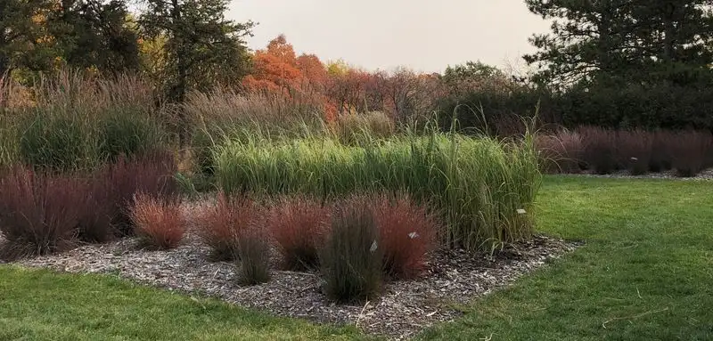 Native Grasses