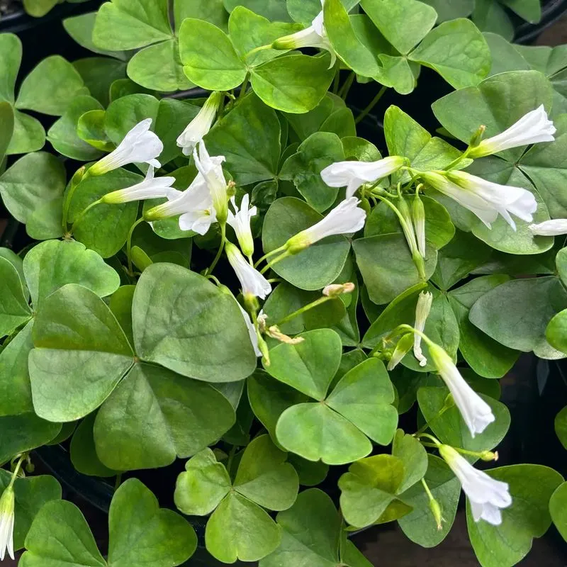 Clover