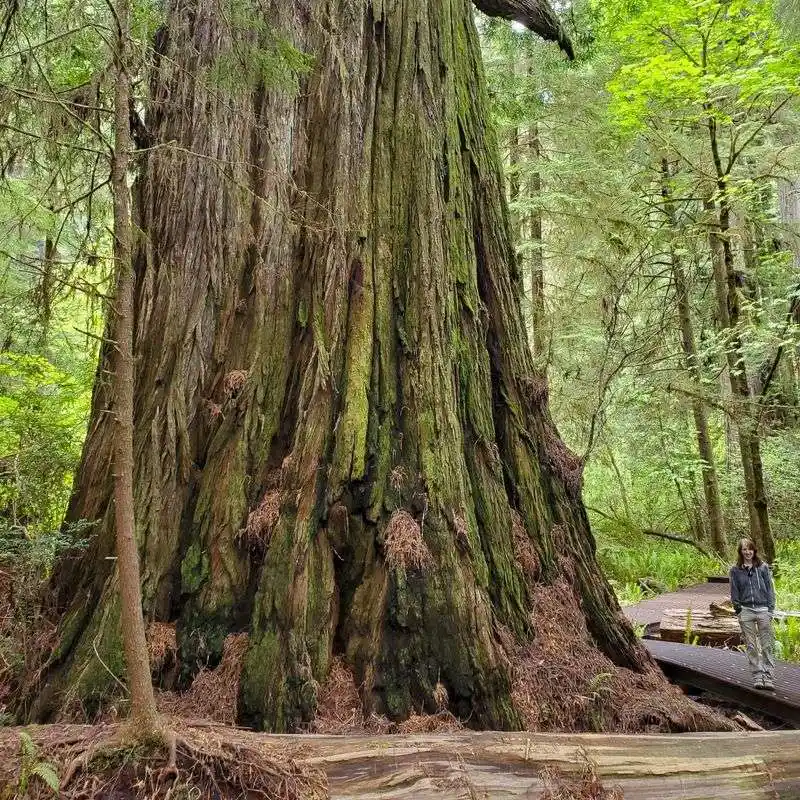 Coast Redwood
