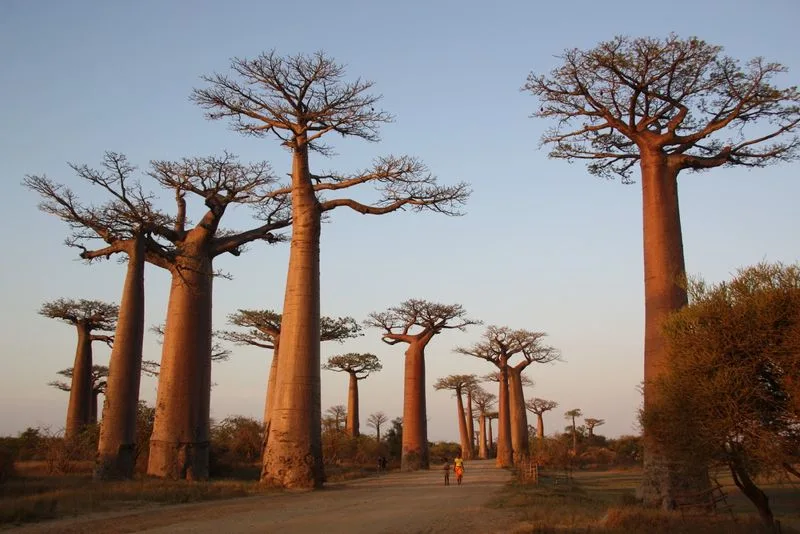Baobab Tree
