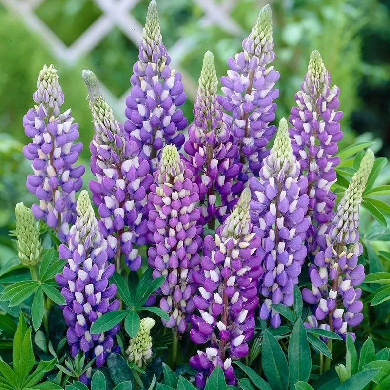 Coastal Blue Lupine