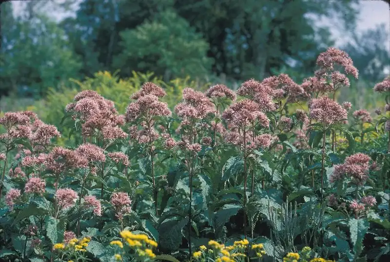 Coastal Joe-Pye Weed (Eutrochium dubium)