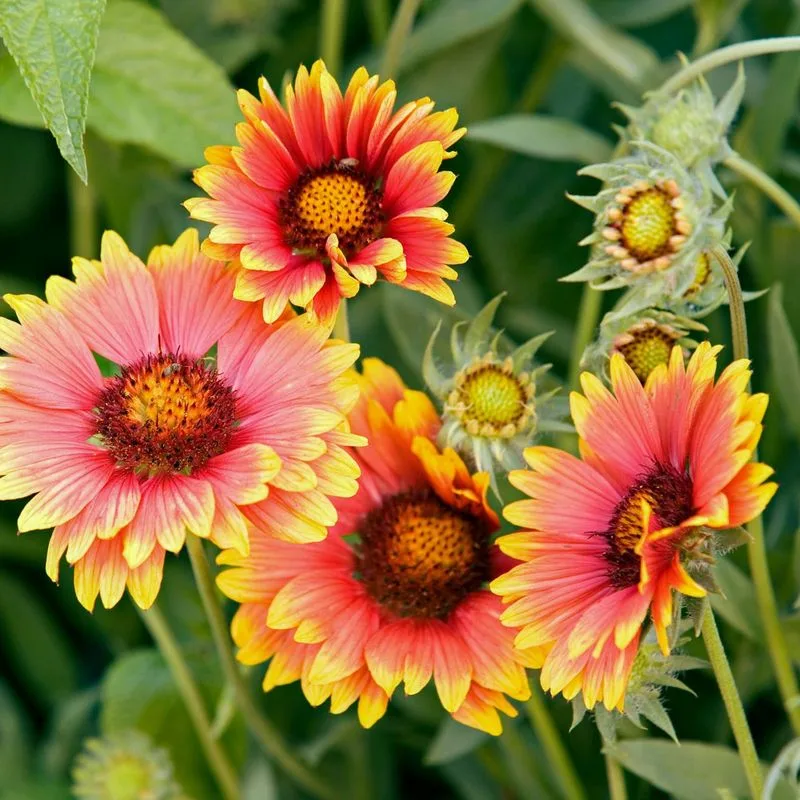 Coastal Wildflower Borders