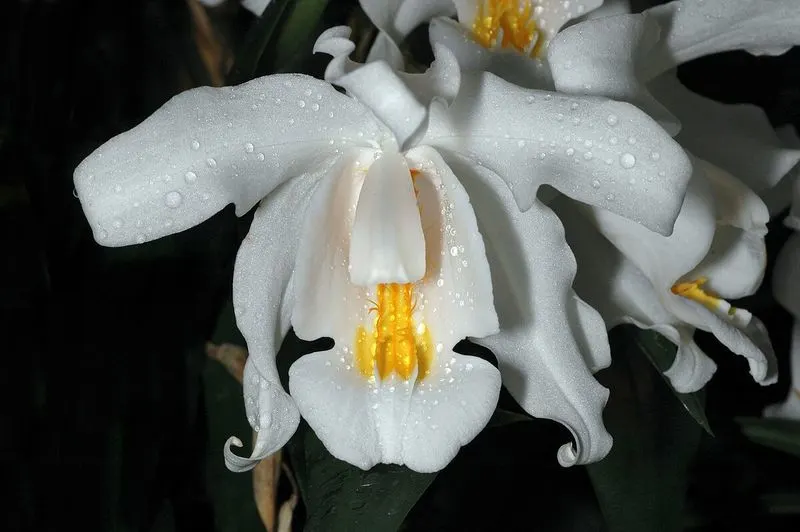 Coelogyne Orchid