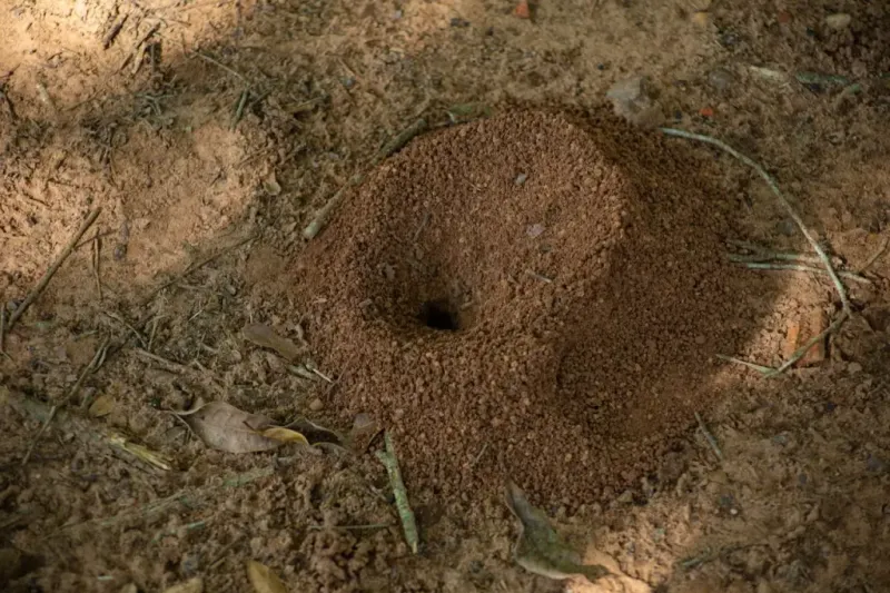 Coffee Grounds