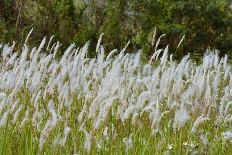 Cogongrass