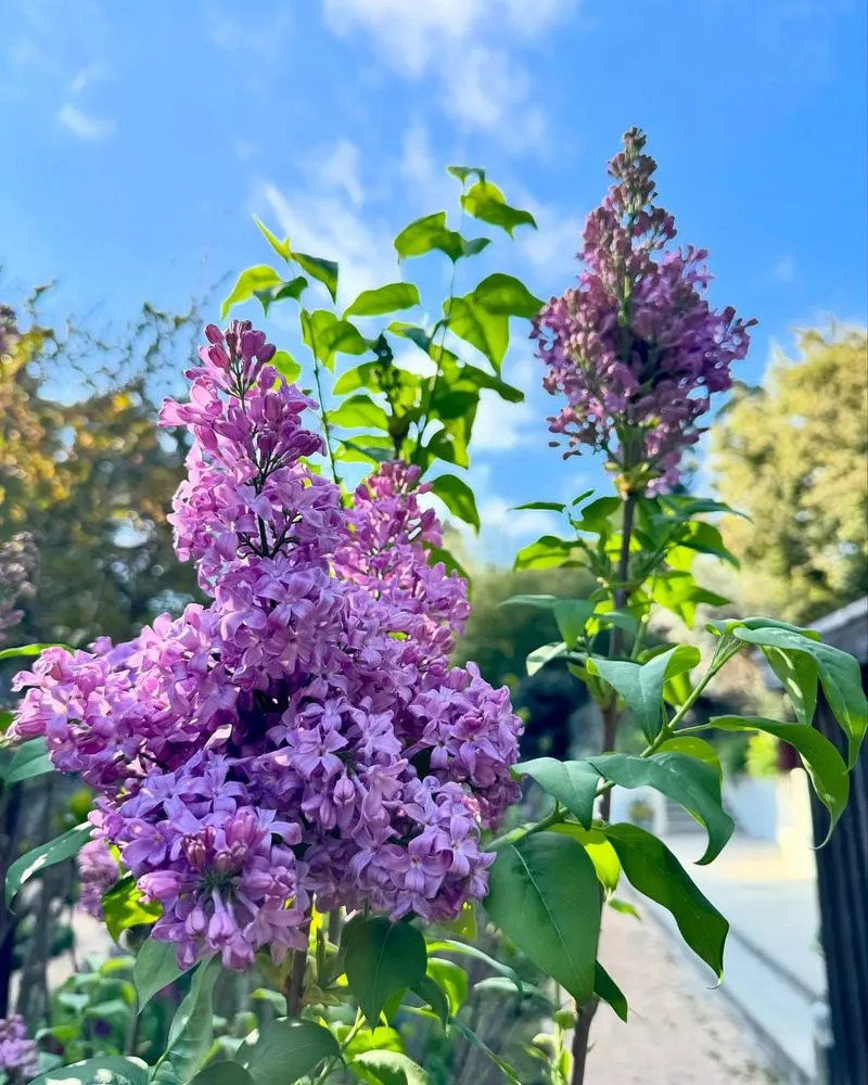 Fragrance and Beauty