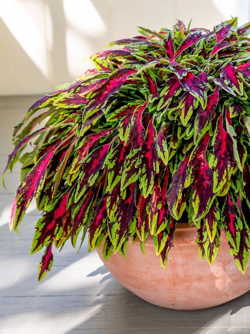 Coleus