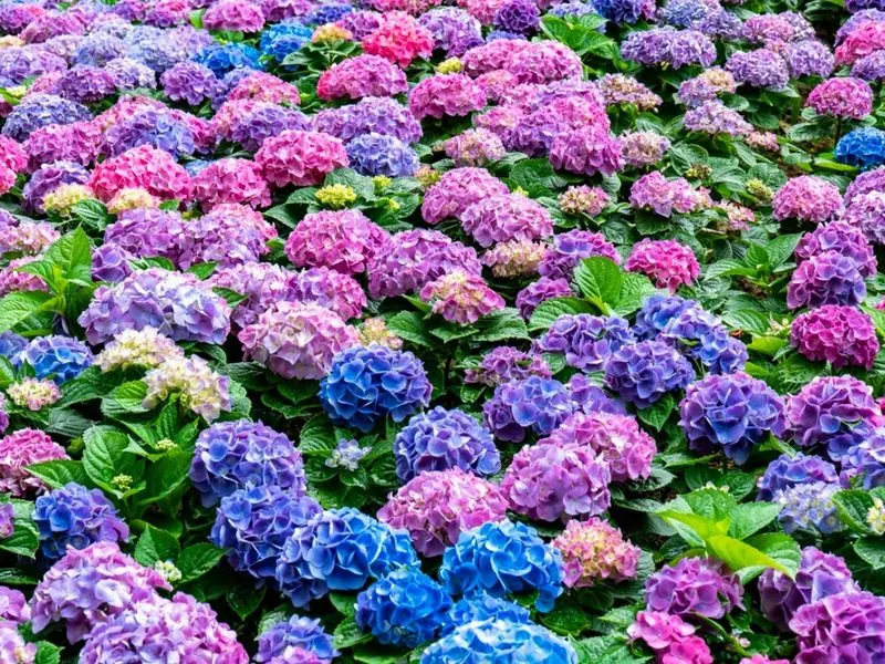 Color Magic: Adjusting Blooms