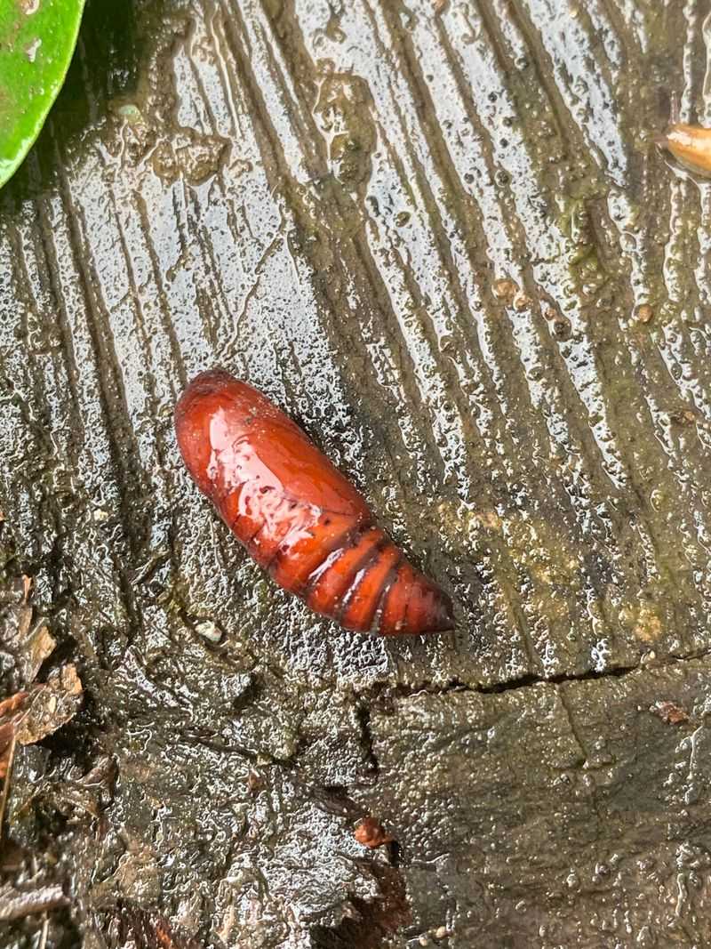 Cutworms