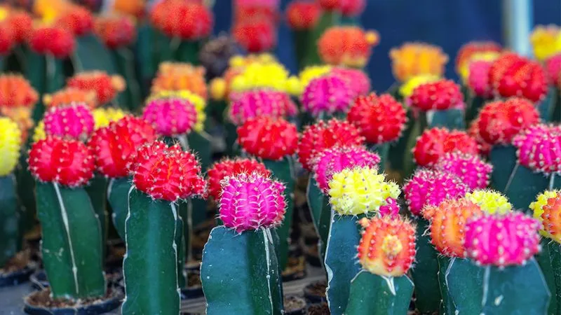 Colorful Cactus Collection