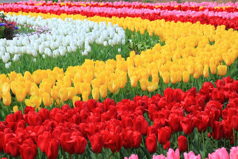 Colorful Tulip Displays
