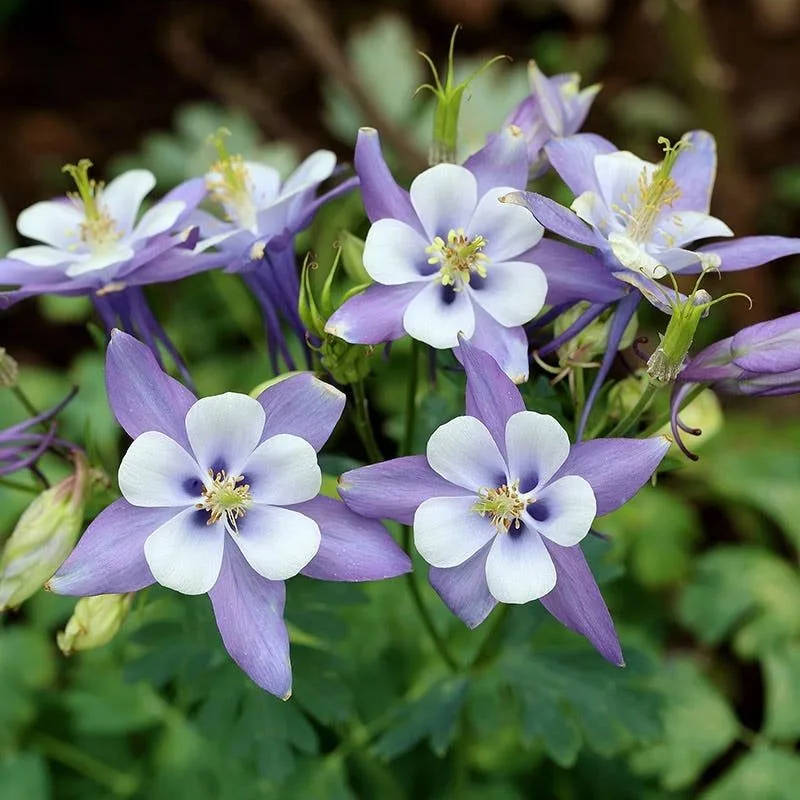 Columbine
