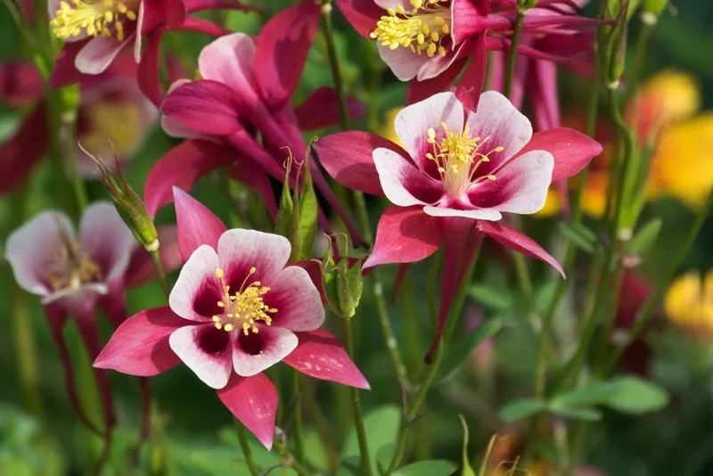 Columbine