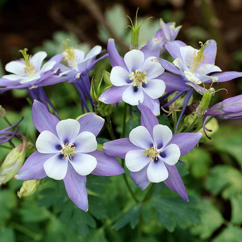 Columbine