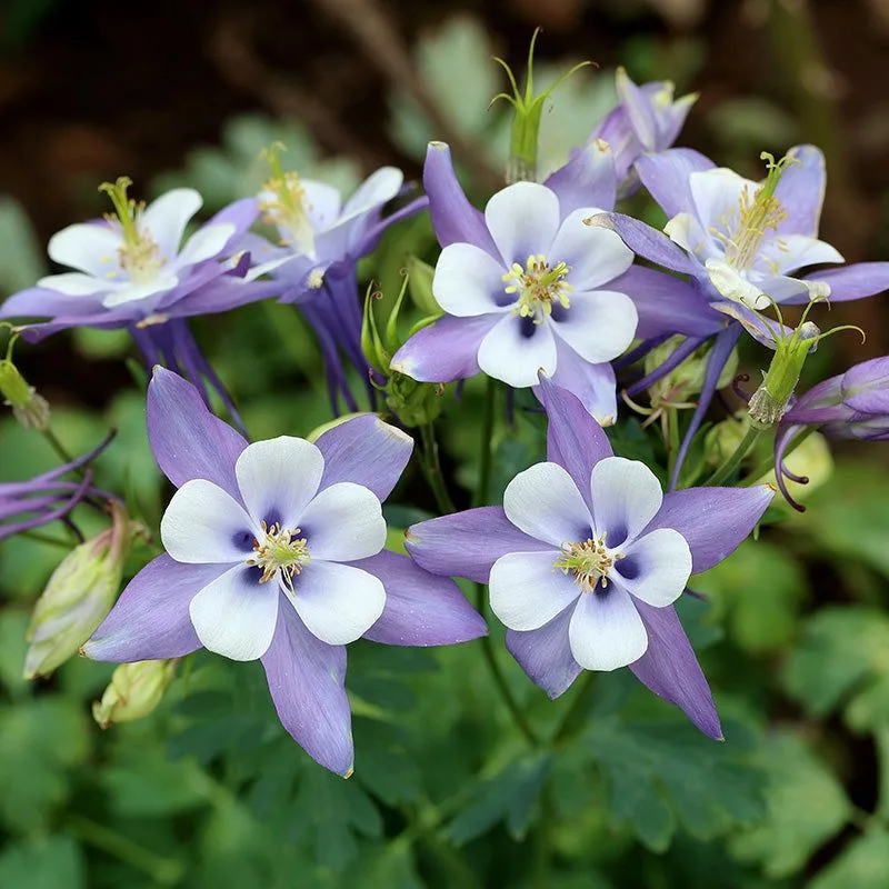 Columbine