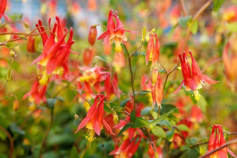 Columbine