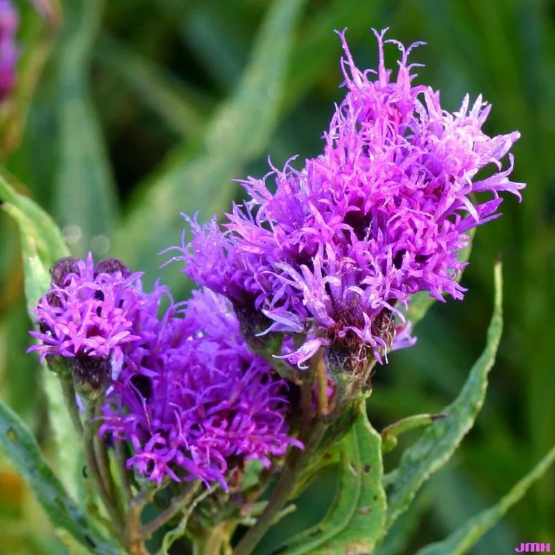 Ironweed (Vernonia fasciculata)