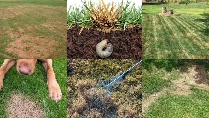 13 Common Reasons Brown Spots Are Taking Over Your Lawn (And How to Prevent Them)