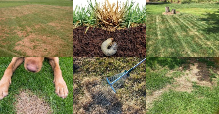 Common Reasons Brown Spots Are Taking Over Your Lawn