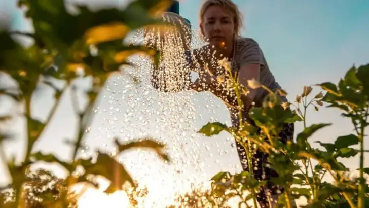 Common Watering Routines That Kill More Plants Than They Save