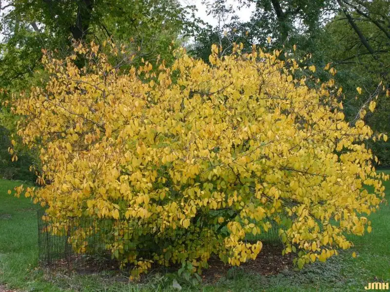 Spicebush