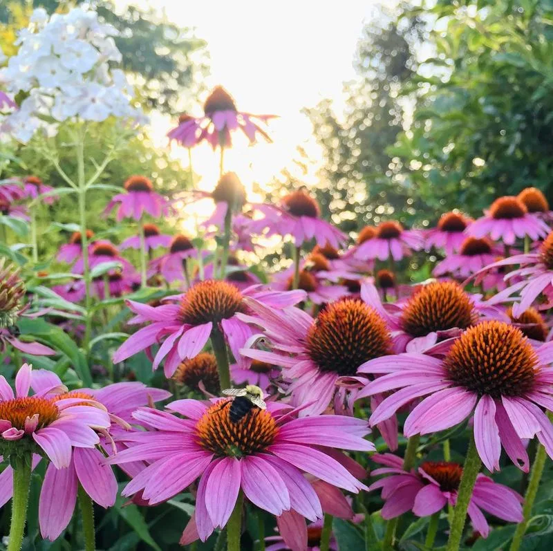 Planting Only Annuals