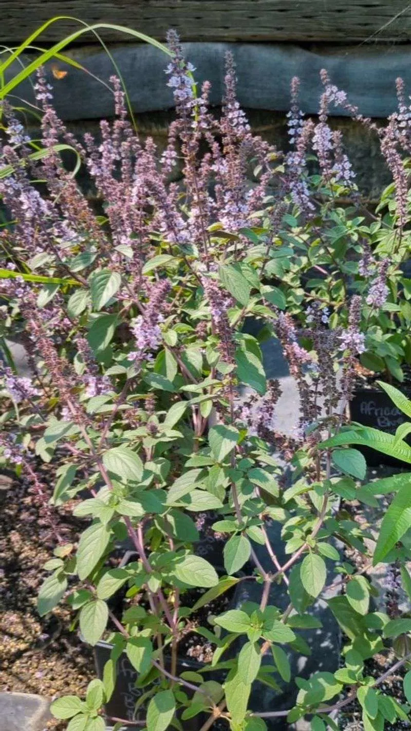 Companion Planting
