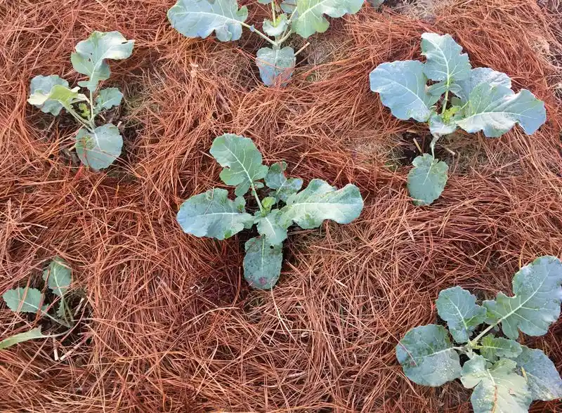 Mulching