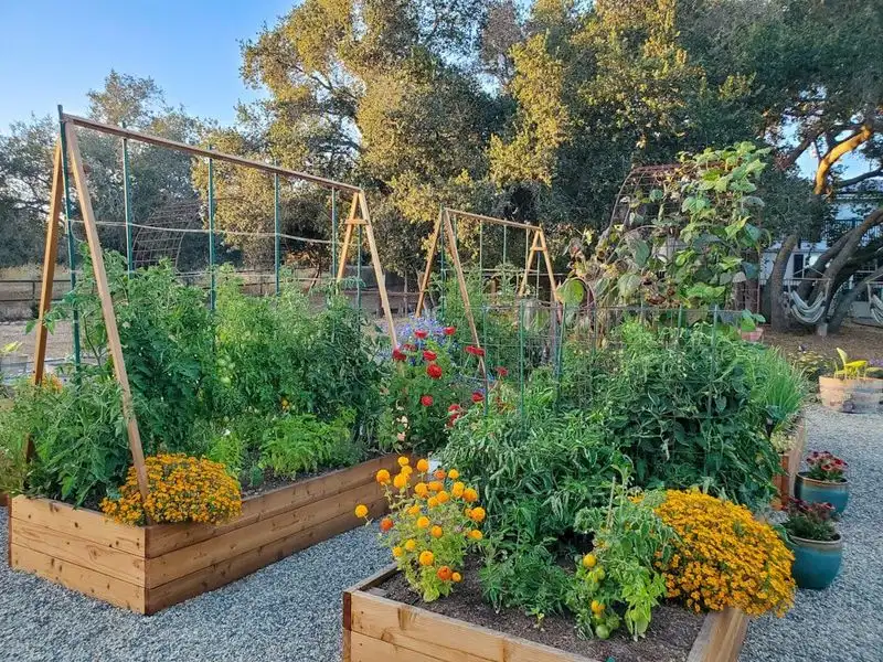 Companion Planting Layouts