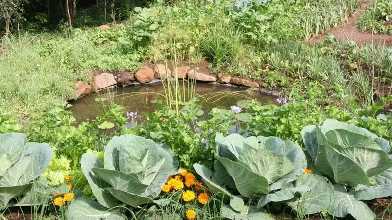 Companion Planting for Pest Control