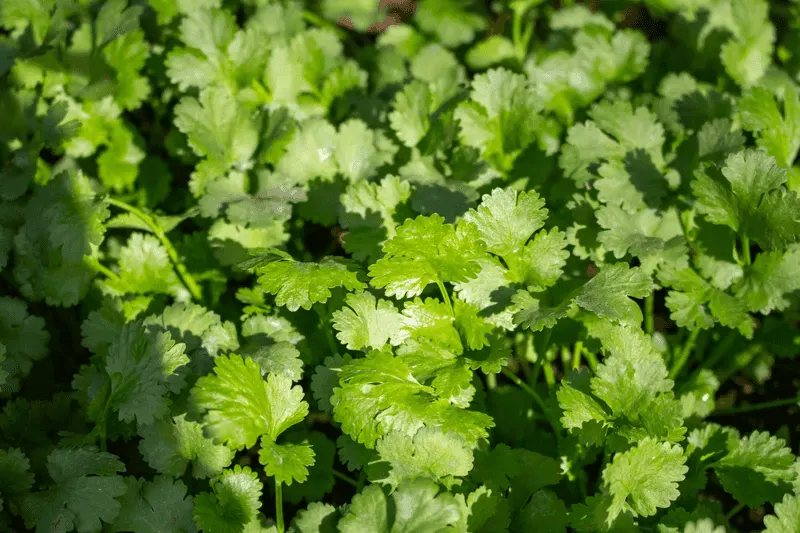 Companion Planting in Hydroponics