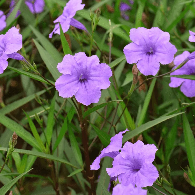 Wild Petunia (Ruellia humilis)