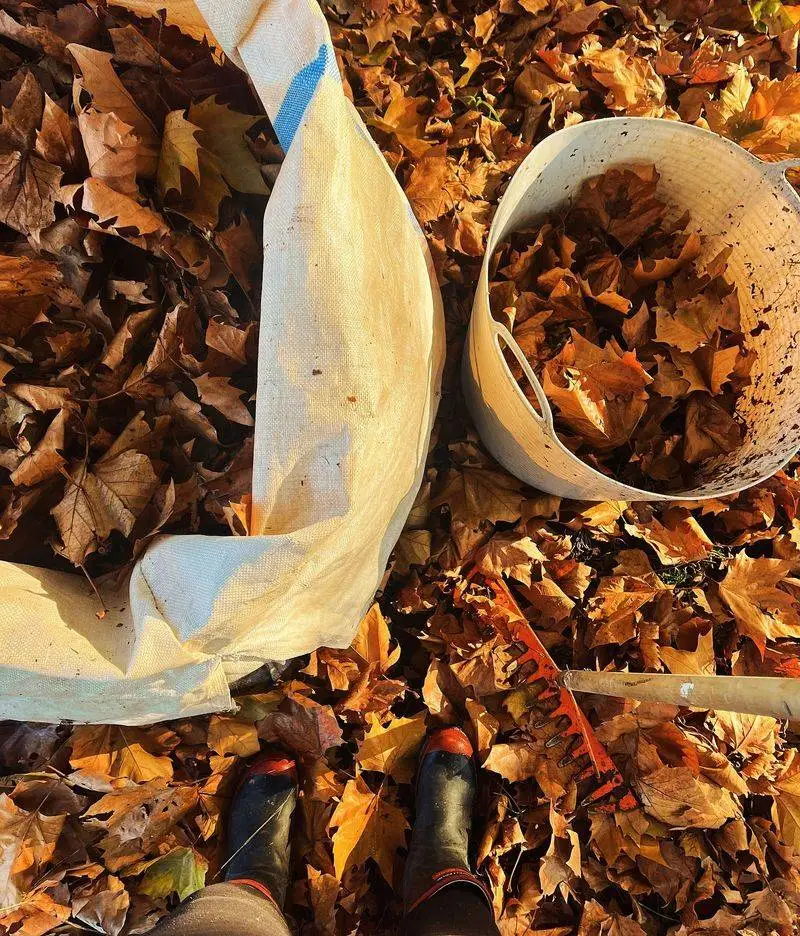 Compost Ingredient