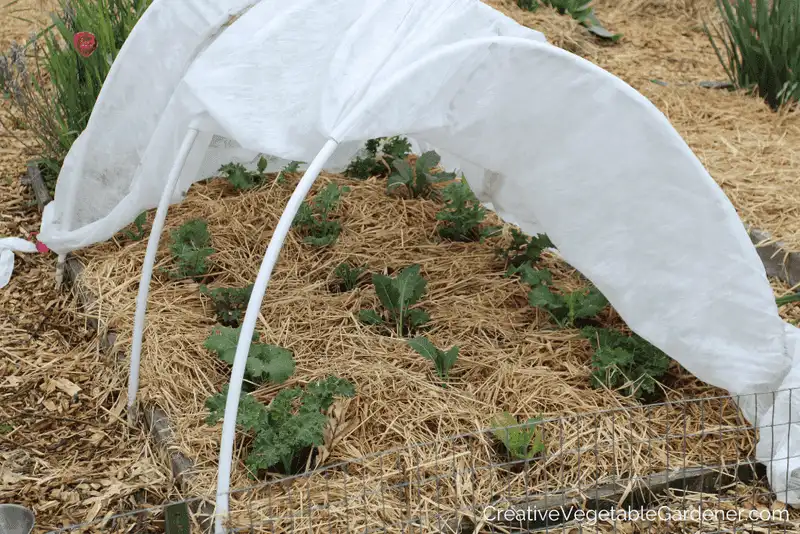 Protect Young Plants