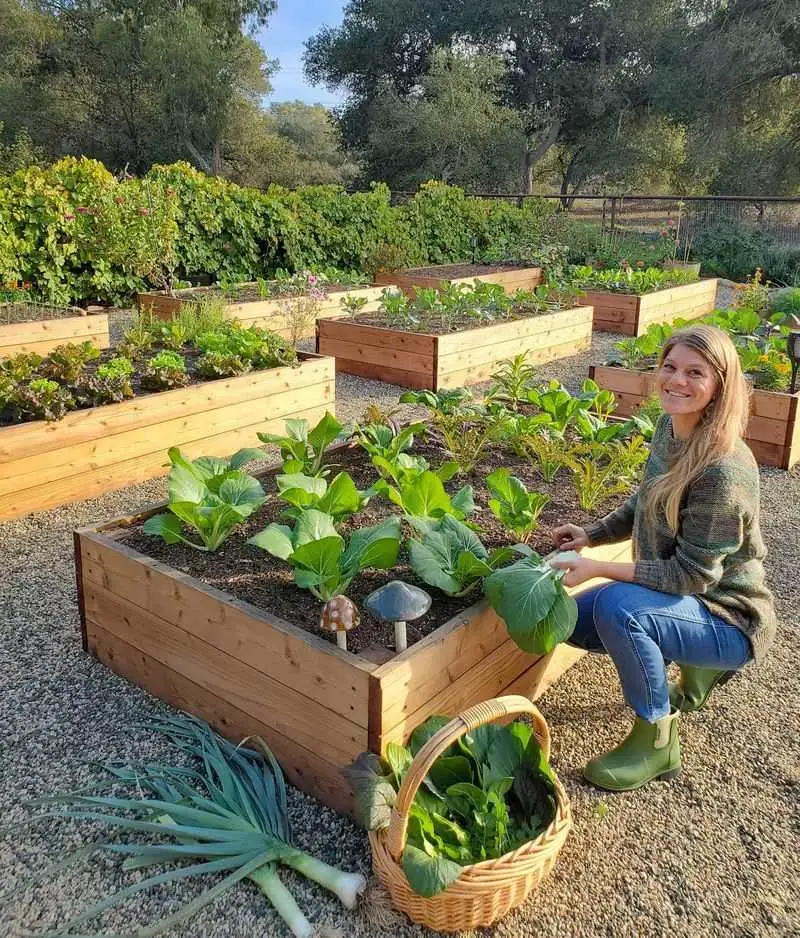 Raised Garden Beds