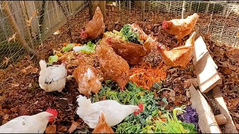 Composting with Chickens